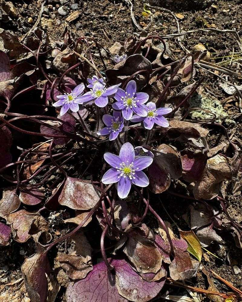 Hepatica (Hepatica spp.)