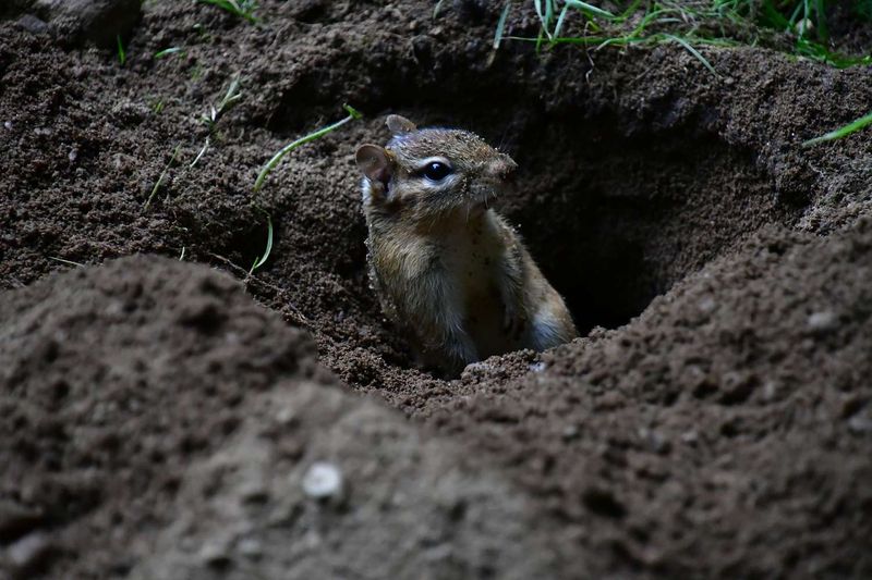 Chipmunks Disturb Soil While Foraging In Garden Beds