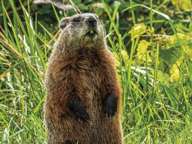Groundhogs For Serious Garden Trouble
