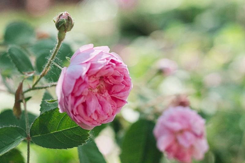 Hybrid Tea Roses