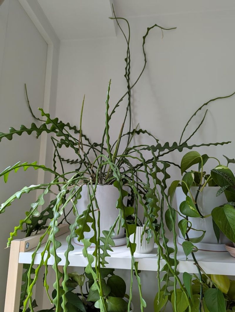 Allowing Soil To Dry Slightly Between Watering Prevents Stress