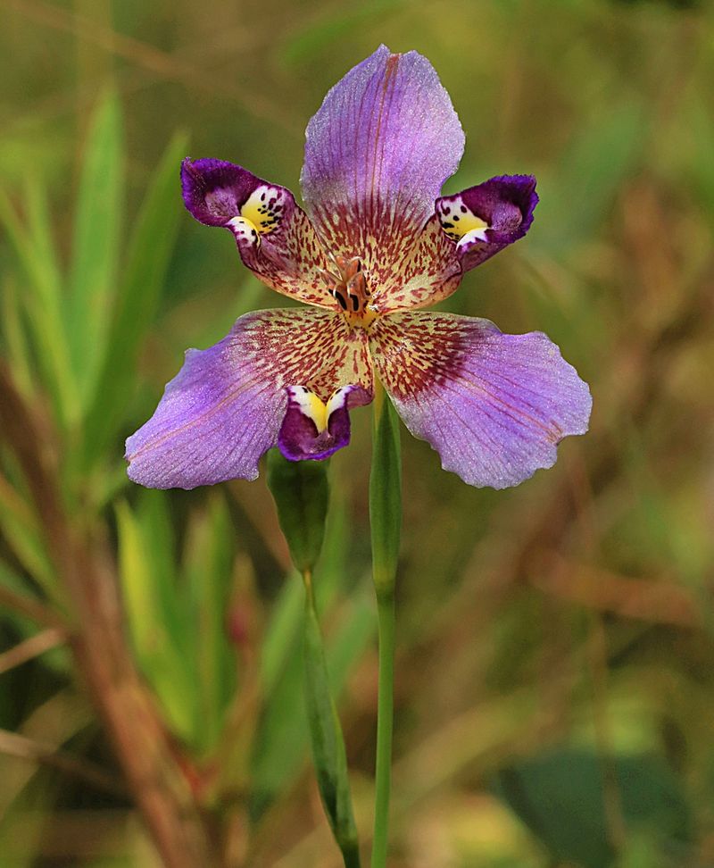 Purple Pleat-Leaf 