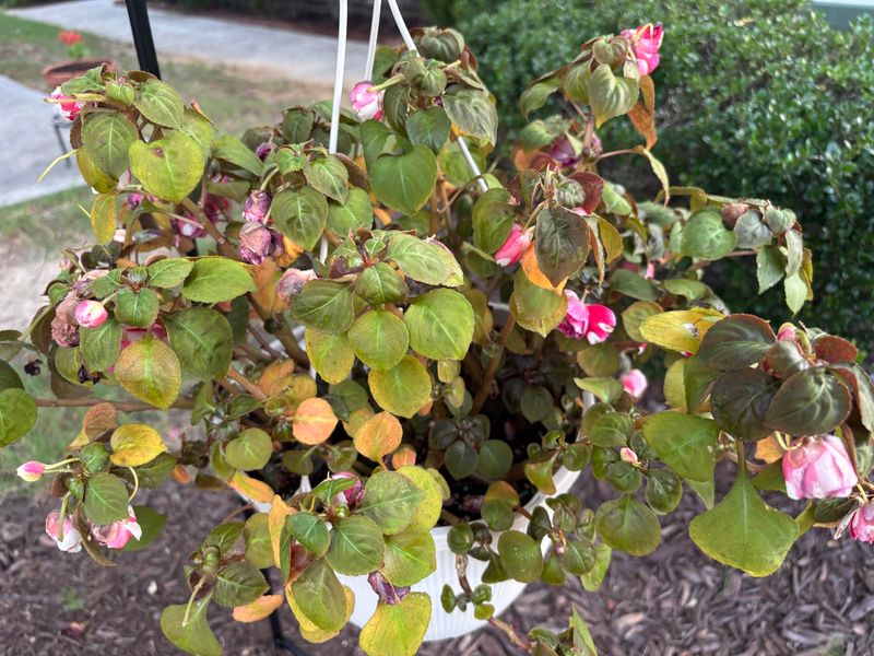 Yellowing Leaves On Multiple Plants Often Means Too Much Water