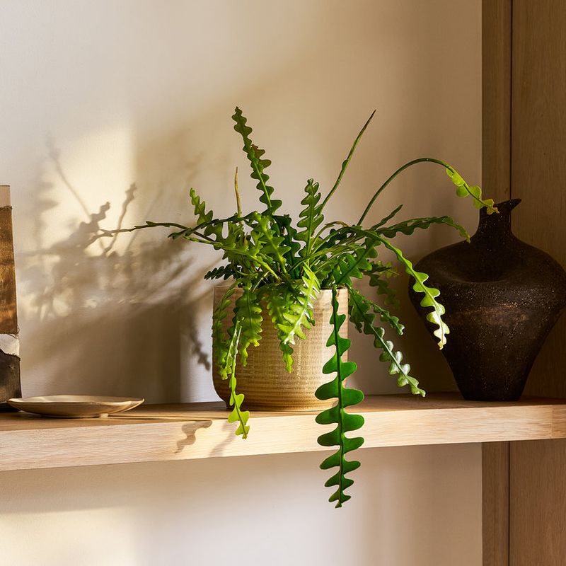 Fishbone Cactus Grows With Unusual Zigzag Stems