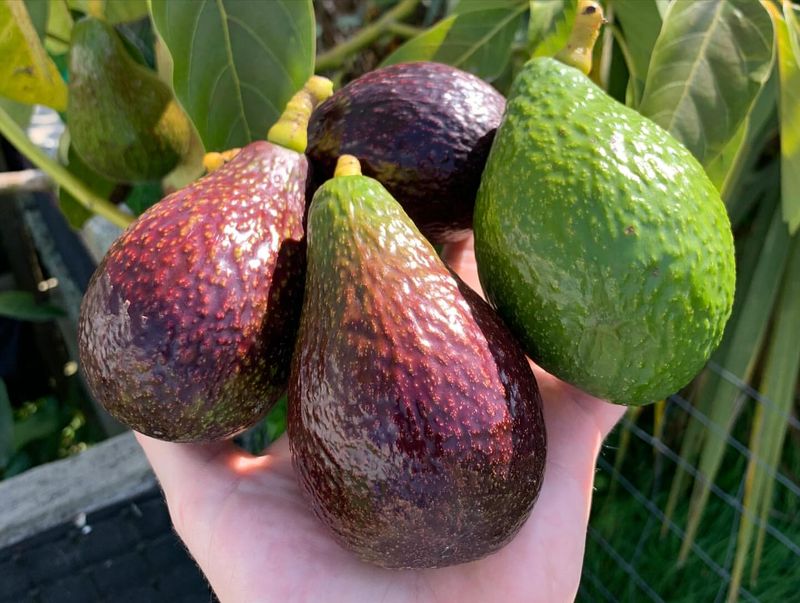 Avocado Makes A Bold Long Term Backyard Investment