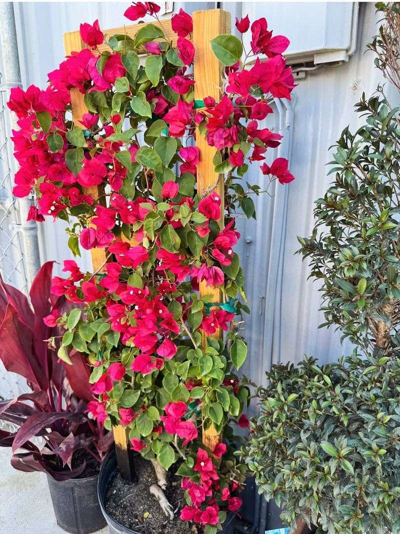 Bougainvillea