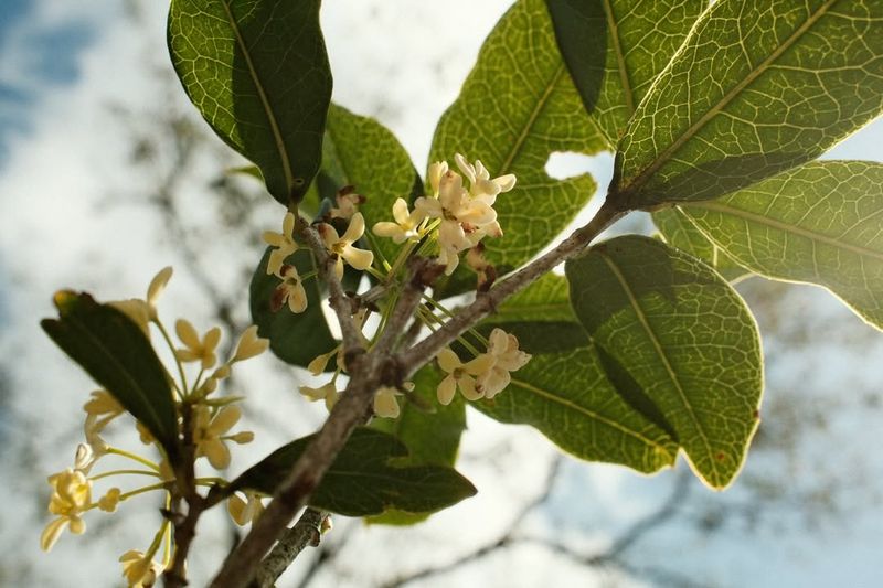 Tea Olive Has Tiny Flowers With Big Fragrance