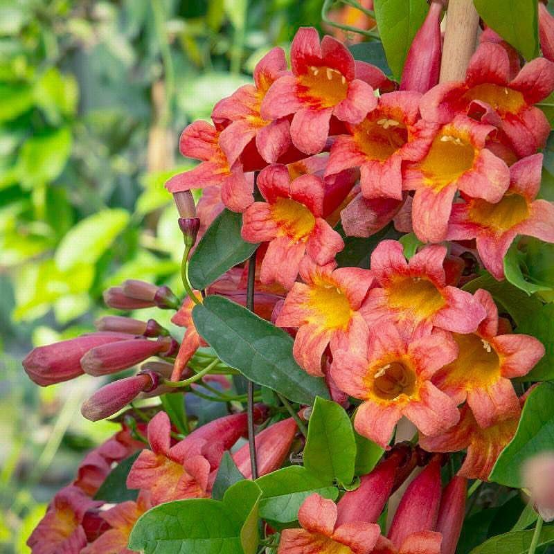 Trumpet Creeper Grows Vigorously And Handles High Temperatures