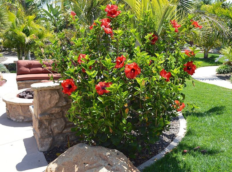 Hibiscus Brings Large Leaves And Bright Blooms