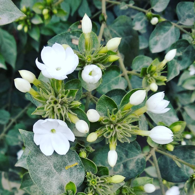 Arabian Jasmine (Jasminum Sambac)