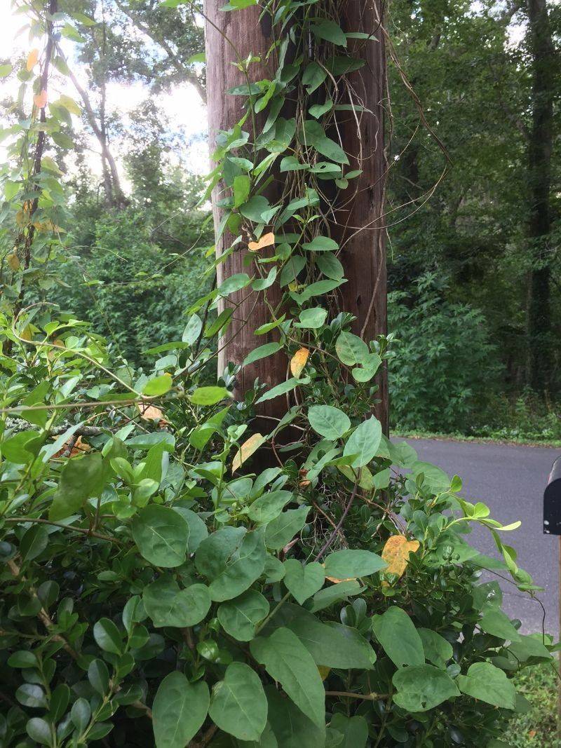 Clear Out Thick Mats And Tangled Ground Cover Completely