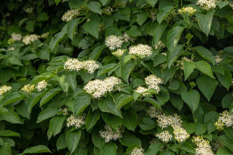 Build A Thicket With Silky Dogwood