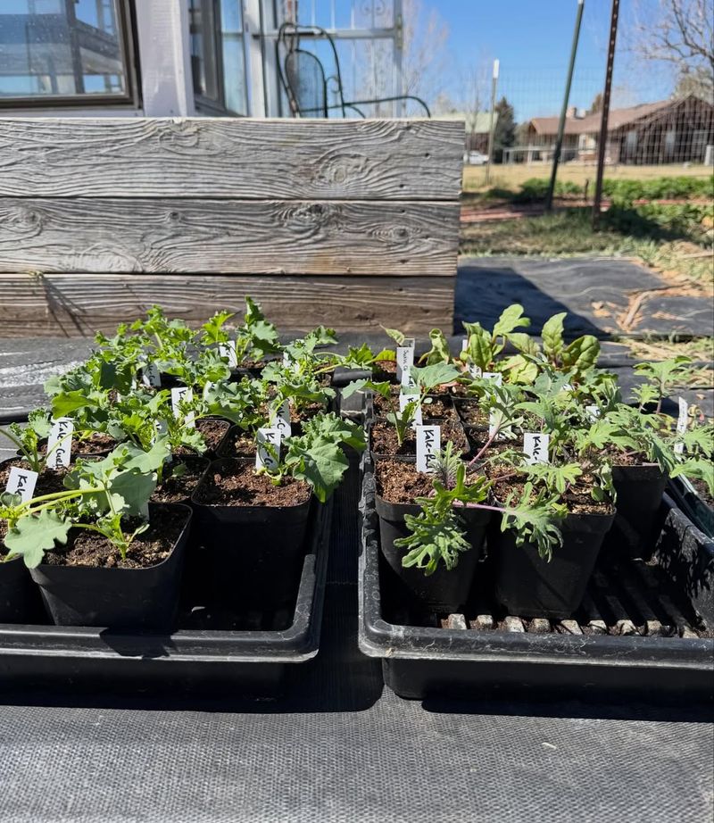 Introduce Seedlings To Morning Sun Before Afternoon Heat