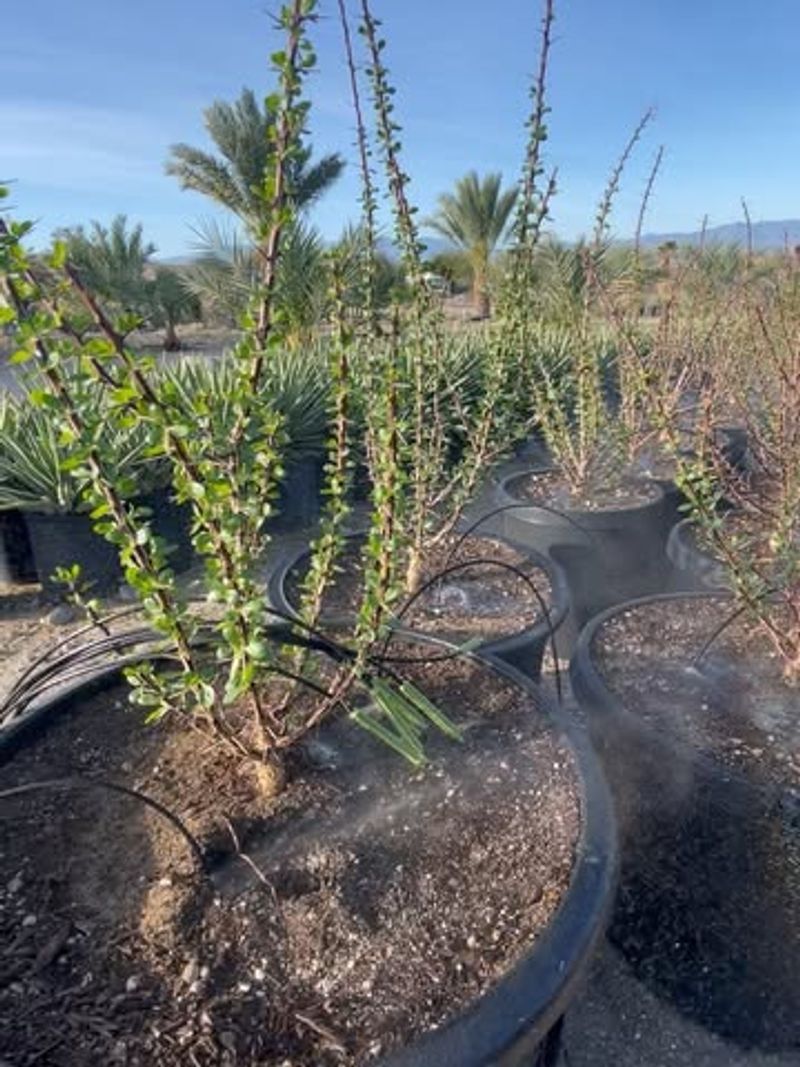 Adjust Watering Frequency As Days Become Warmer