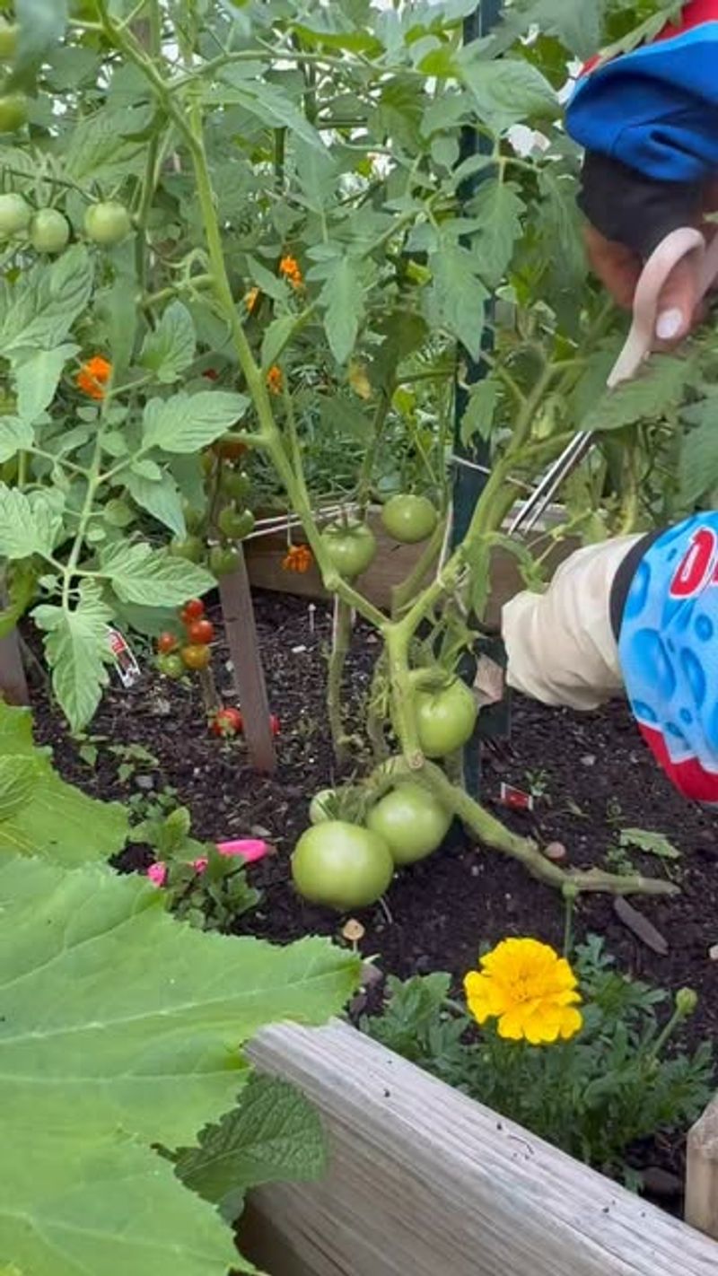Remove Suckers Below The First Flower Cluster