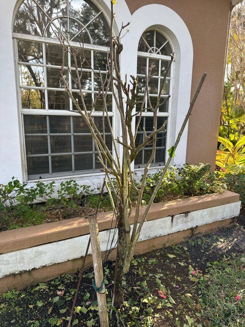 Cut Back Lightly And Avoid Heavy Spring Pruning