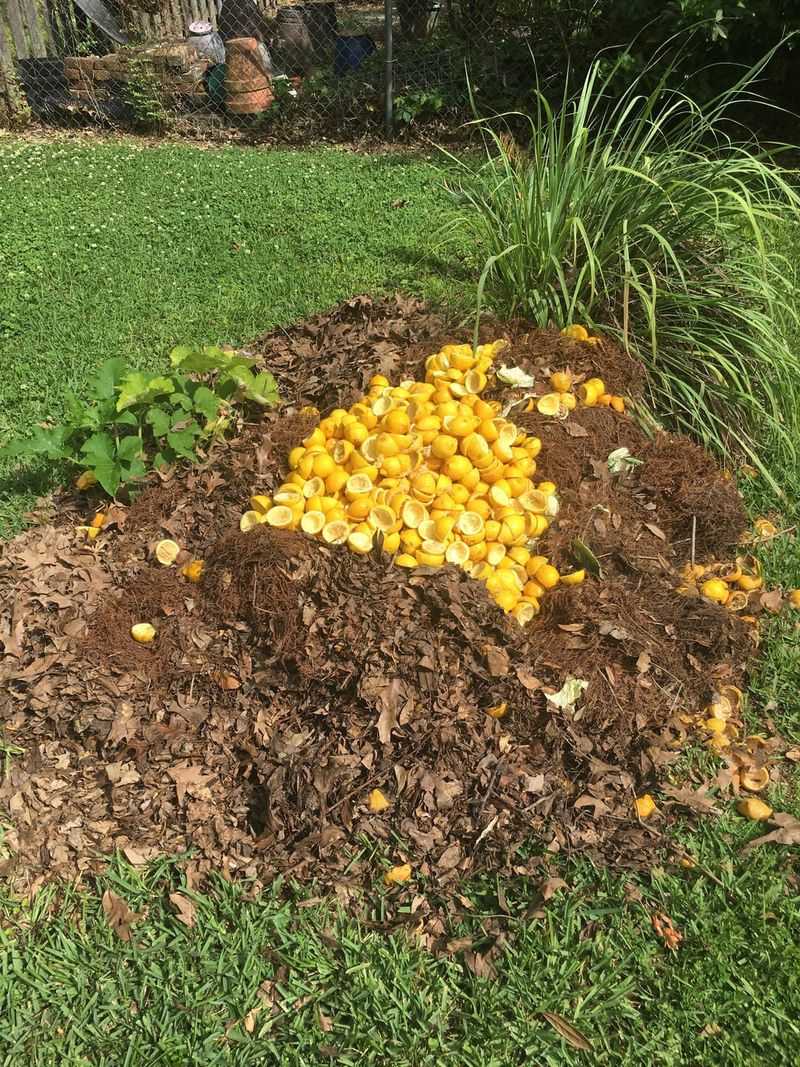 Deter Ants Near Pots