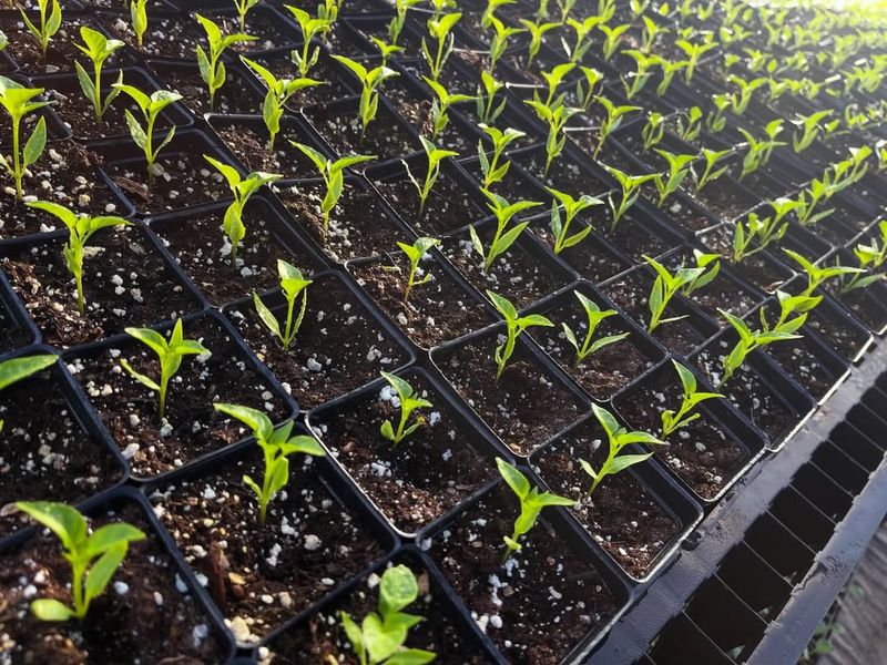 Provide Full Sun For Strong Growth And Fruit Production