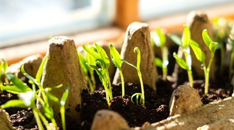 Check Seed Packet Timing Before You Plant