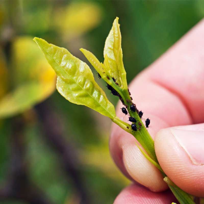 Inspect For Winter Damage And Pests