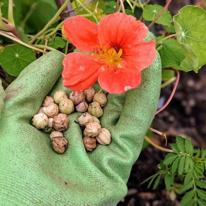 Save The Seeds For More Easy Color Next Year