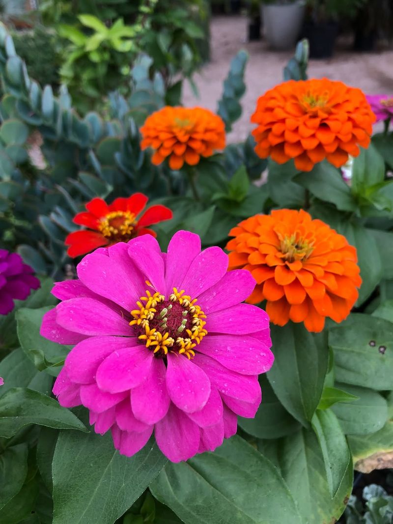 Zinnias