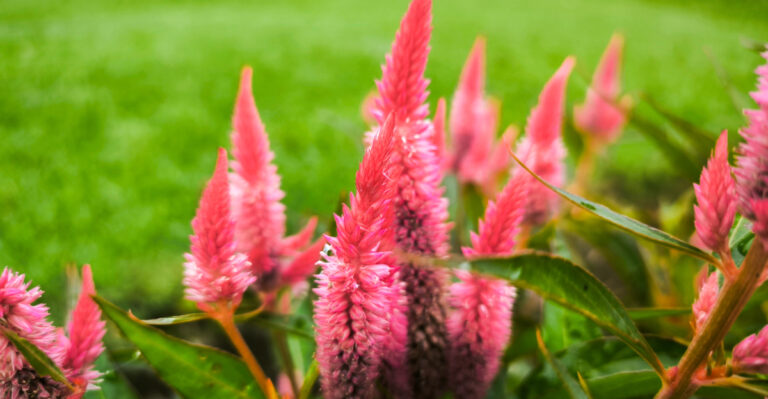 Start These Flower Seeds In May For Colorful California Summer Gardens