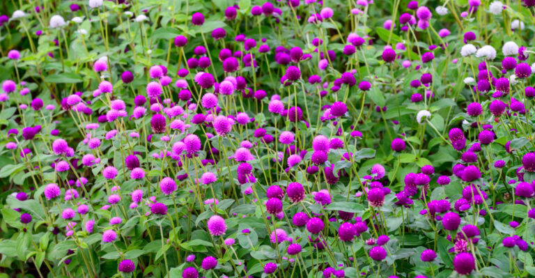 bulb flowers