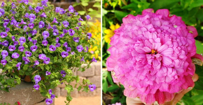 Start These Flower Seeds In May For Steady Summer Blooms In Florida