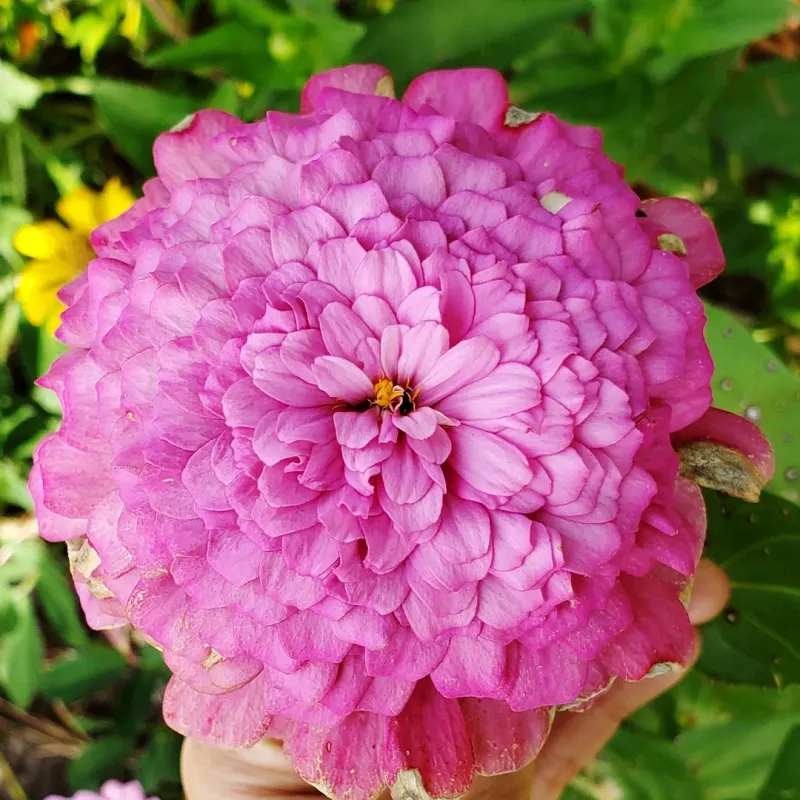 Zinnias For Fast Summer Color