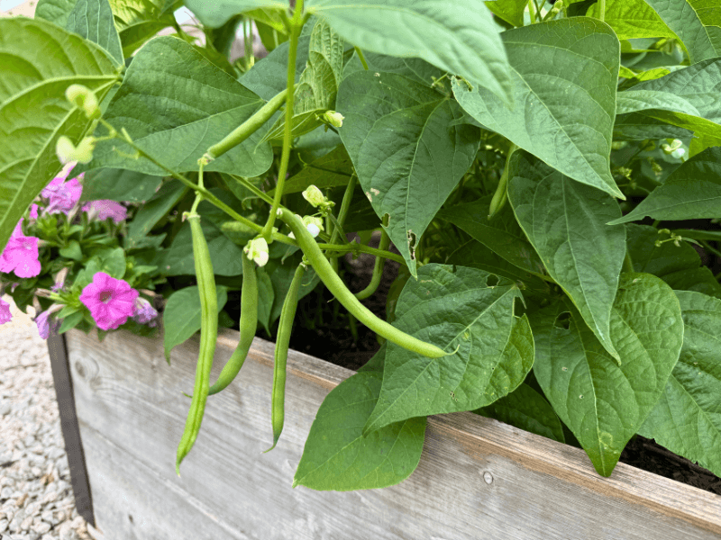 Add Fast Growing Vegetables Before Summer Stress