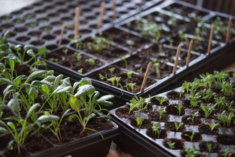Delay Direct Sowing Heat-Lovers In Zone 5b
