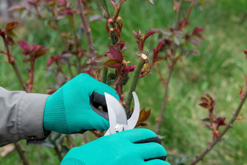 Prune Summer-Blooming Shrubs Before Growth Speeds Up