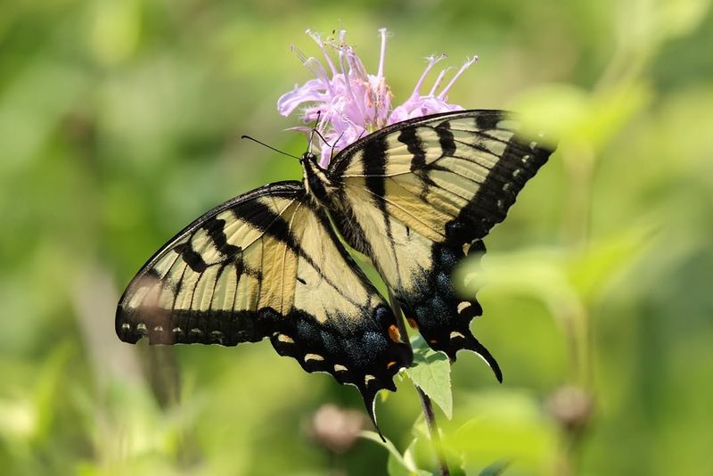 Pick The Butterfly Species You Want To Support First