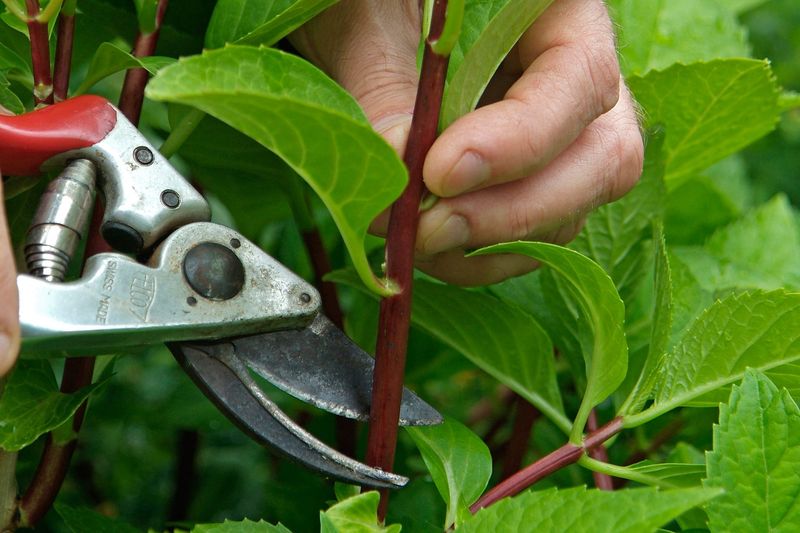 Why Softwood Cuttings Work Best