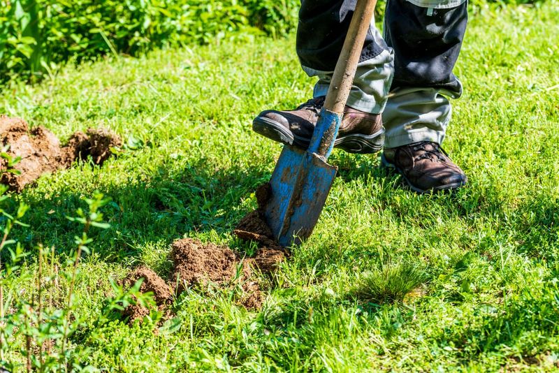 Remove Grass Before You Fill The Bed