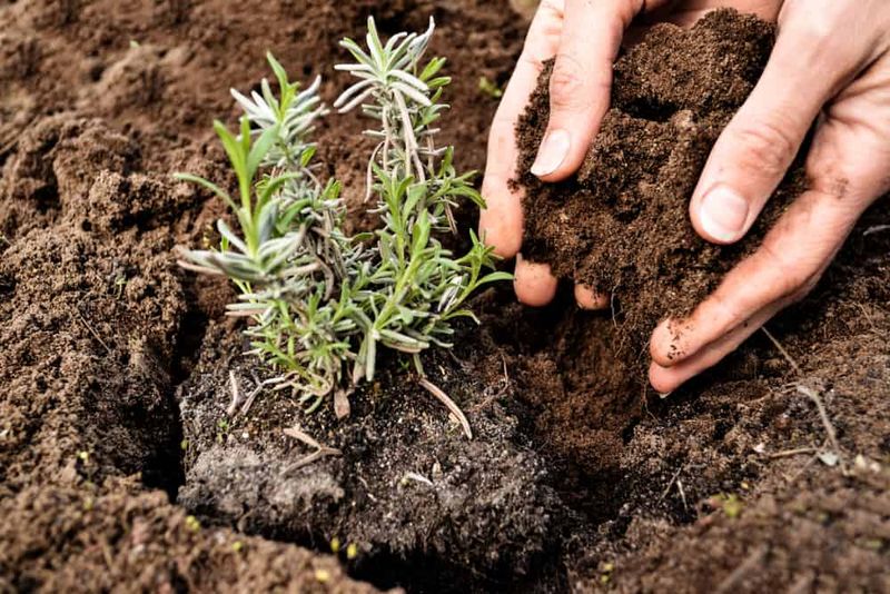 Check Drainage And Refresh Soil If Needed