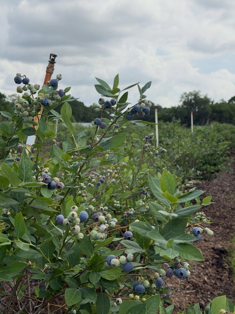 Plant At Least Two Varieties For Bigger Harvests