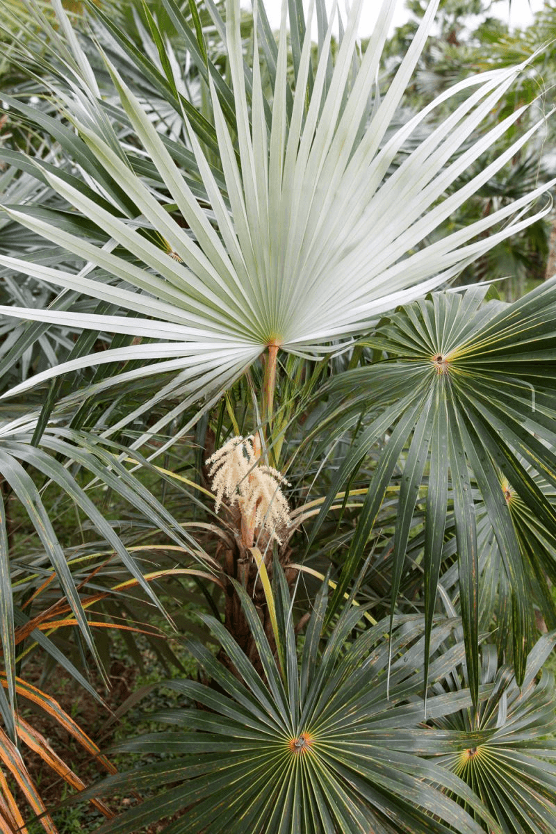 Use Silver Thatch Palm For Coastal Heat And Low Water Needs