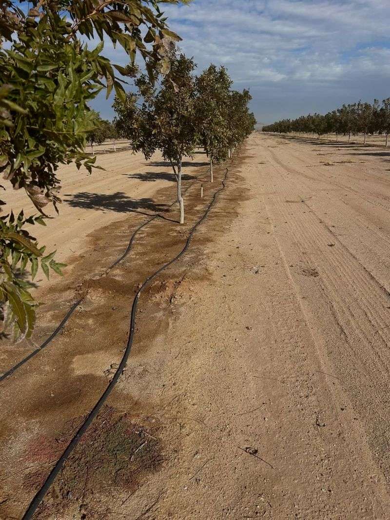 Water Early In The Morning To Reduce Evaporation Loss