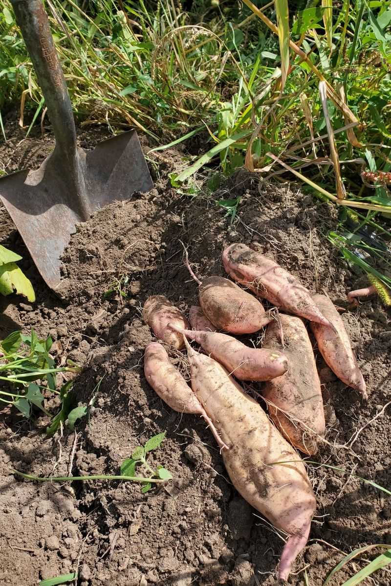 Plant Slips Deep To Encourage Strong Roots