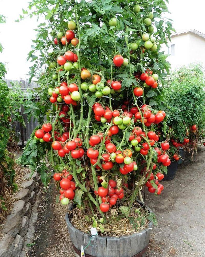 Choose A Determinate Variety For Easier Pot Growing