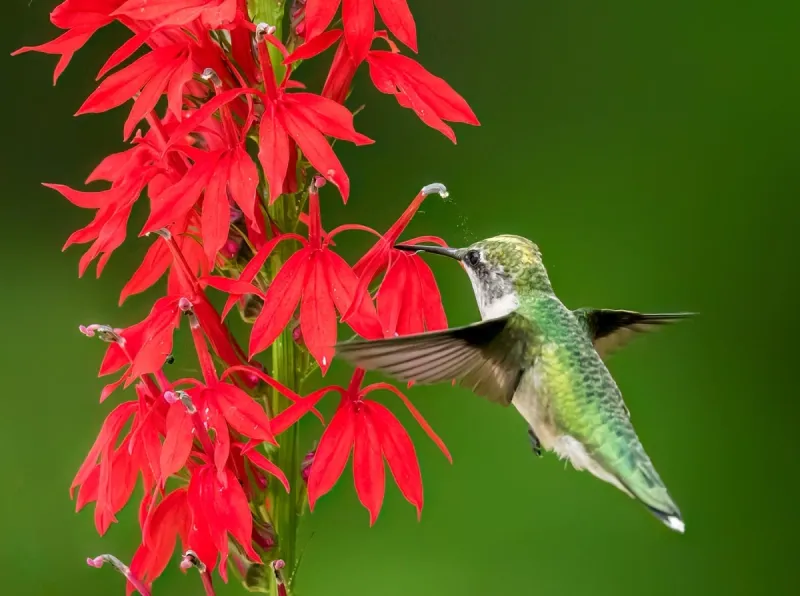 Plant Cardinal Flower For A Native Nectar Boost