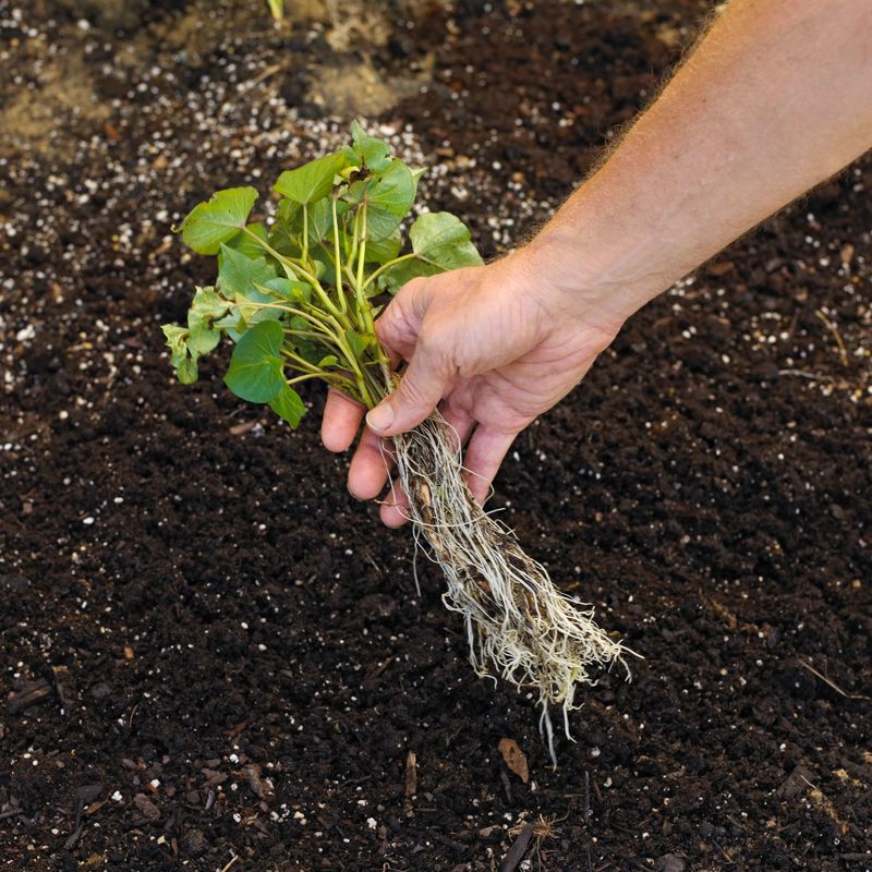 Wait Until The Soil Is Truly Warm