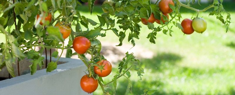 Give Tomatoes Sun Without Baking The Pot