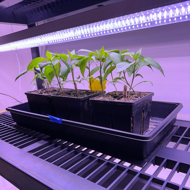 Provide Strong Light Beyond A Window