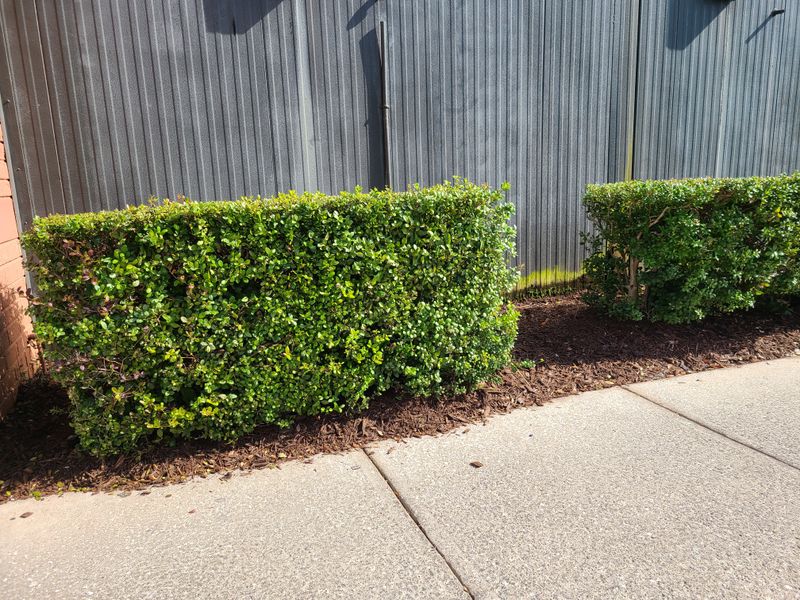 Use Simpson's Stopper For A Dense Evergreen Screen