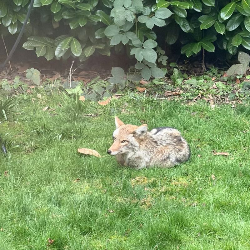 Call Local Animal Control If The Coyote Does Not Leave