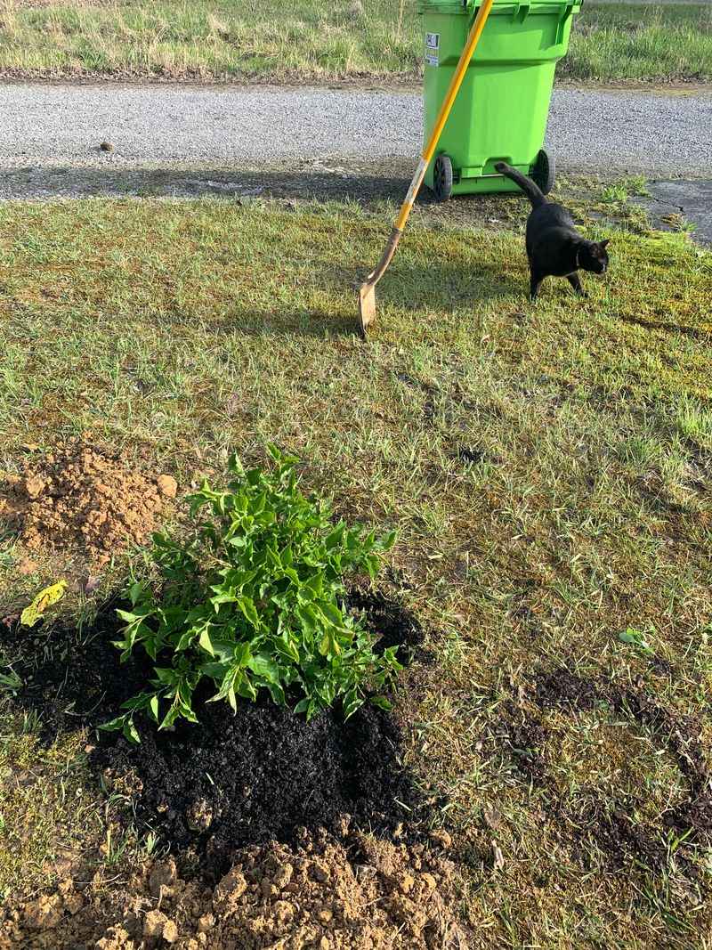 Go Easy On Fertilizer Or You Will Sacrifice Fragrance