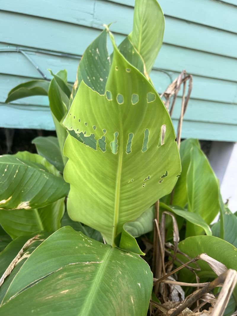 Leaves With Chewed Edges Or Skeletons Show Caterpillars Or Beetles At Work